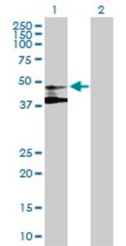 Anti-ST3GAL3 antibody produced in mouse purified immunoglobulin, buffered aqueous solution