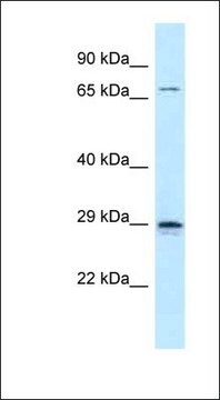 Anti-NEUROG2 antibody produced in rabbit affinity isolated antibody