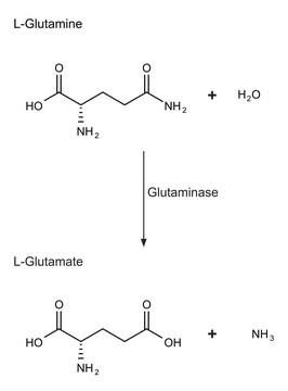 Glutaminase aus E. coli Grade V, lyophilized powder, 50-200&#160;units/mg protein