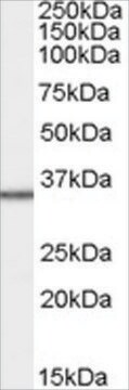 抗MRPL3抗体 ヤギ宿主抗体 affinity isolated antibody, buffered aqueous solution