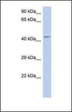 Anti-TAF7 antibody produced in rabbit affinity isolated antibody