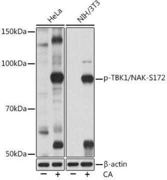 Anti-Phospho-TBK1/NAK-S172 antibody produced in rabbit