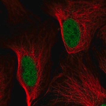 Anty-DDIT3 Prestige Antibodies&#174; Powered by Atlas Antibodies, affinity isolated antibody