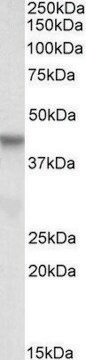 Anti-PINX1 antibody produced in goat affinity isolated antibody, buffered aqueous solution