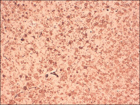 Monoclonal Anti-KCNB1 antibody produced in mouse clone S4-11, 1&#160;mg/mL, purified immunoglobulin