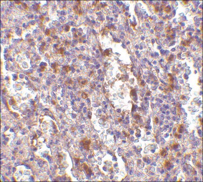 Anti-ORAI1 antibody produced in rabbit affinity isolated antibody, buffered aqueous solution