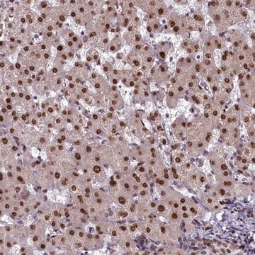 Anti-CASP5 antibody produced in rabbit Prestige Antibodies&#174; Powered by Atlas Antibodies, affinity isolated antibody, buffered aqueous glycerol solution