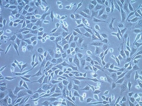 Lignée de cellules épithéliales de la surface ovarienne de souris ID8 ID8 mouse ovarian surface epithelial cell line is frequently used as a syngeneic mouse model for human ovarian cancer.