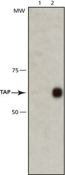 Anti-TAP antibody, Mouse monoclonal clone 53H8, purified from hybridoma cell culture