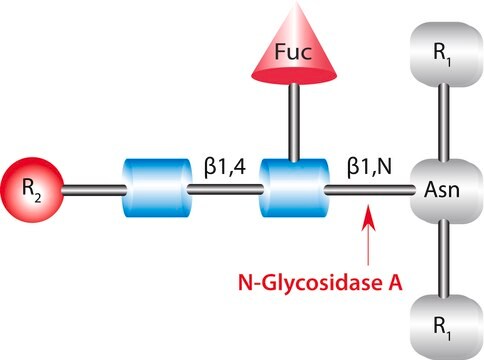 糖肽酶 A 来源于杏仁 buffered aqueous glycerol solution, &#8805;0.05&#160;unit/mL