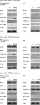 Anti-Monomethyl-Histon-H3(Lys9)-Antikörper Upstate&#174;, from rabbit