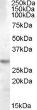 Anti-14-3-3 TAU/YWHAQ antibody produced in goat affinity isolated antibody, buffered aqueous solution