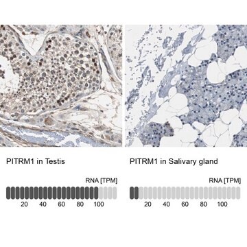 Anti-PITRM1 antibody produced in rabbit Ab1, Prestige Antibodies&#174; Powered by Atlas Antibodies, affinity isolated antibody, buffered aqueous glycerol solution