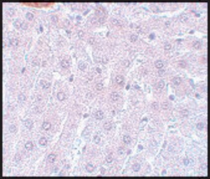 Anti-APC3 antibody produced in rabbit affinity isolated antibody, buffered aqueous solution