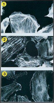 モノクロナール抗ミオシン(軽鎖 20 kDa) マウス宿主抗体 clone MY-21, ascites fluid