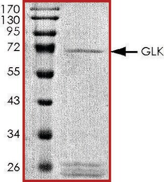 GLK, active, GST tagged human PRECISIO&#174;, recombinant, expressed in baculovirus infected Sf9 cells, &#8805;70% (SDS-PAGE), buffered aqueous glycerol solution