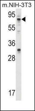 Anti-PPP2R1A (N-term) antibody produced in rabbit IgG fraction of antiserum, buffered aqueous solution