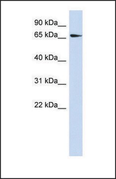 Anti-SRC, (N-terminal) antibody produced in rabbit affinity isolated antibody