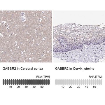 Anti-GABBR2 antibody produced in rabbit Prestige Antibodies&#174; Powered by Atlas Antibodies, affinity isolated antibody, buffered aqueous glycerol solution