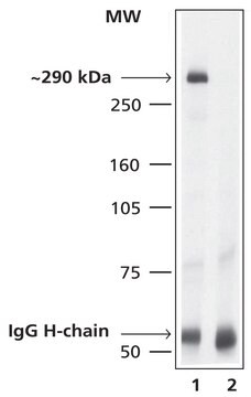 抗mTOR ウサギ宿主抗体 1.0-1.5&#160;mg/mL, affinity isolated antibody, buffered aqueous solution