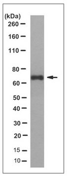 Anti-Glypican-4 Antibody, clone 1C7.2 culture supernatant, clone 1C7.2, from mouse