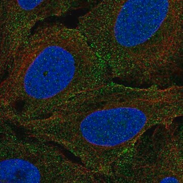 Anti-PLXNA4 antibody produced in rabbit Prestige Antibodies&#174; Powered by Atlas Antibodies, affinity isolated antibody