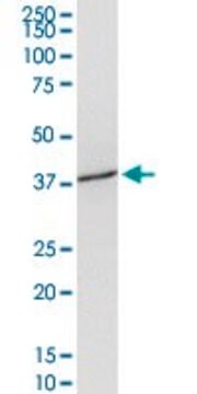 Anti-SLC39A3 antibody produced in mouse purified immunoglobulin, buffered aqueous solution