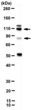 Anti-Nucleolin Antibody, clone 364-5-10-5