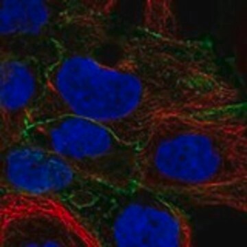 Anti-CDH6 antibody produced in rabbit Prestige Antibodies&#174; Powered by Atlas Antibodies, affinity isolated antibody, buffered aqueous glycerol solution