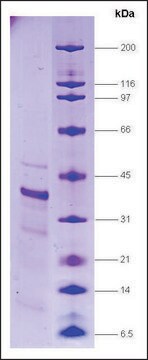 RNA Polymerase II, p33 subunit human recombinant, expressed in E. coli, &#8805;80% (SDS-PAGE)