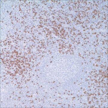 CD8 (C8/144B) Mouse Monoclonal Antibody