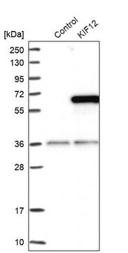 Anti-KIF12 antibody produced in rabbit Prestige Antibodies&#174; Powered by Atlas Antibodies, affinity isolated antibody, buffered aqueous glycerol solution, Ab1