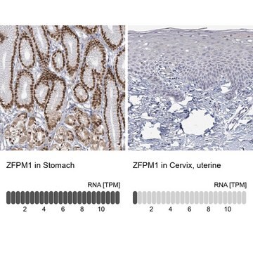 抗-ZFPM1 兔抗 Prestige Antibodies&#174; Powered by Atlas Antibodies, affinity isolated antibody, buffered aqueous glycerol solution