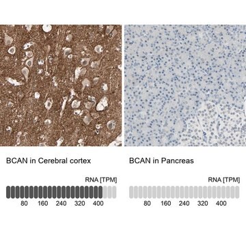 抗BCAN抗体 ウサギ宿主抗体 Prestige Antibodies&#174; Powered by Atlas Antibodies, affinity isolated antibody, buffered aqueous glycerol solution