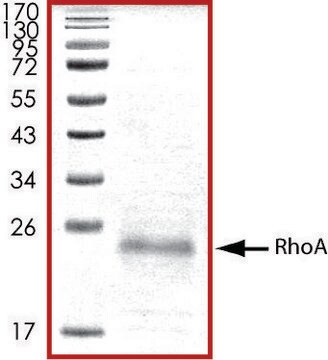 RhoA、Hisタグ融合 ヒト recombinant, expressed in E. coli, &#8805;70% (SDS-PAGE), buffered aqueous glycerol solution