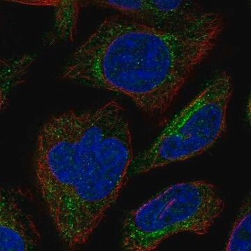 Anti-SBK3 antibody produced in rabbit Prestige Antibodies&#174; Powered by Atlas Antibodies, affinity isolated antibody