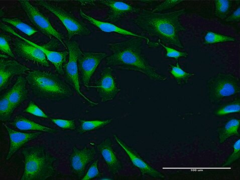 Anti-SRPR antibody produced in mouse purified immunoglobulin, buffered aqueous solution