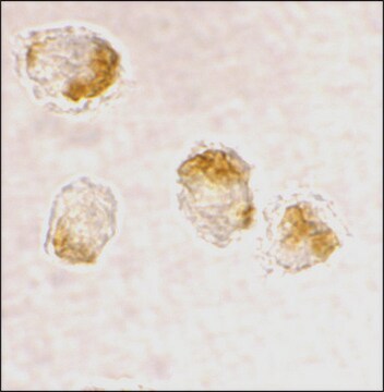 Anti-Bax antibody produced in rabbit IgG fraction of antiserum, buffered aqueous solution