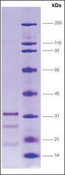 PPAR&#946;, ligand binding domain (165-441) human recombinant, expressed in E. coli, &#8805;70% (SDS-PAGE)