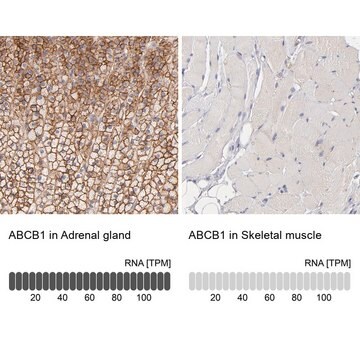 Anti-ABCB1 antibody produced in rabbit Prestige Antibodies&#174; Powered by Atlas Antibodies, affinity isolated antibody, buffered aqueous glycerol solution