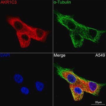 Anti-AKR1C3 Antibody, clone 7T10F5, Rabbit Monoclonal