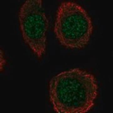 Anti-INTS5 antibody produced in rabbit Prestige Antibodies&#174; Powered by Atlas Antibodies, affinity isolated antibody, buffered aqueous glycerol solution