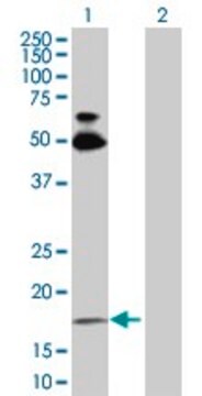 Anti-RHOB antibody produced in rabbit purified immunoglobulin, buffered aqueous solution