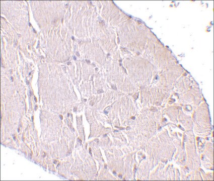 Anti-Wnt10a antibody produced in rabbit affinity isolated antibody, buffered aqueous solution