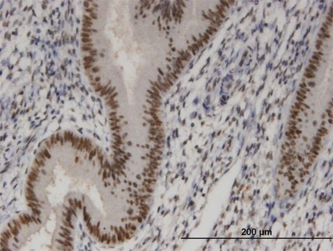 Monoclonal Anti-SIX4, (C-terminal) antibody produced in mouse clone 3B8, purified immunoglobulin, buffered aqueous solution