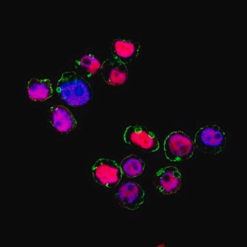 Anti-MNDA Antibody, clone 3C1 clone 3C1, from rat