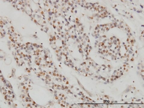 Monoclonal Anti-DPF2 antibody produced in mouse clone 2F6, purified immunoglobulin, buffered aqueous solution