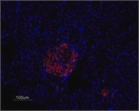 Anti-Potassium Channel Kv2.1 (DRK1) antibody produced in rabbit IgG fraction of antiserum, lyophilized powder