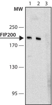 Anti-FIP200 (C-terminal) antibody produced in rabbit ~1&#160;mg/mL, affinity isolated antibody