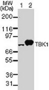 Mysz anty-TBK1 mAb (108A429) liquid, clone 108A429, Calbiochem&#174;